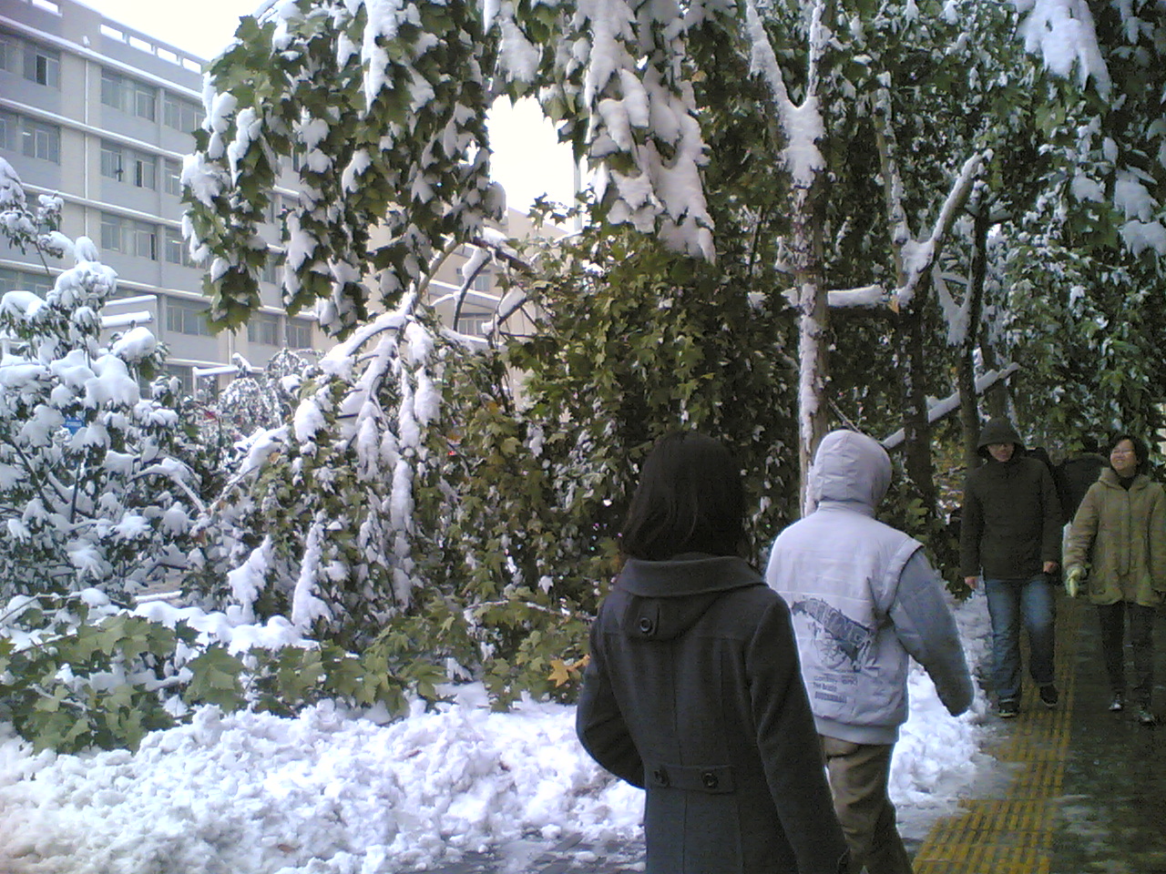 可怜的大树，就这样屈服在暴雪之下
